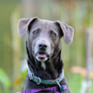 Meet your Posher, Renee